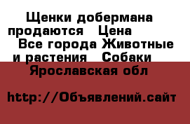 Щенки добермана  продаются › Цена ­ 45 000 - Все города Животные и растения » Собаки   . Ярославская обл.